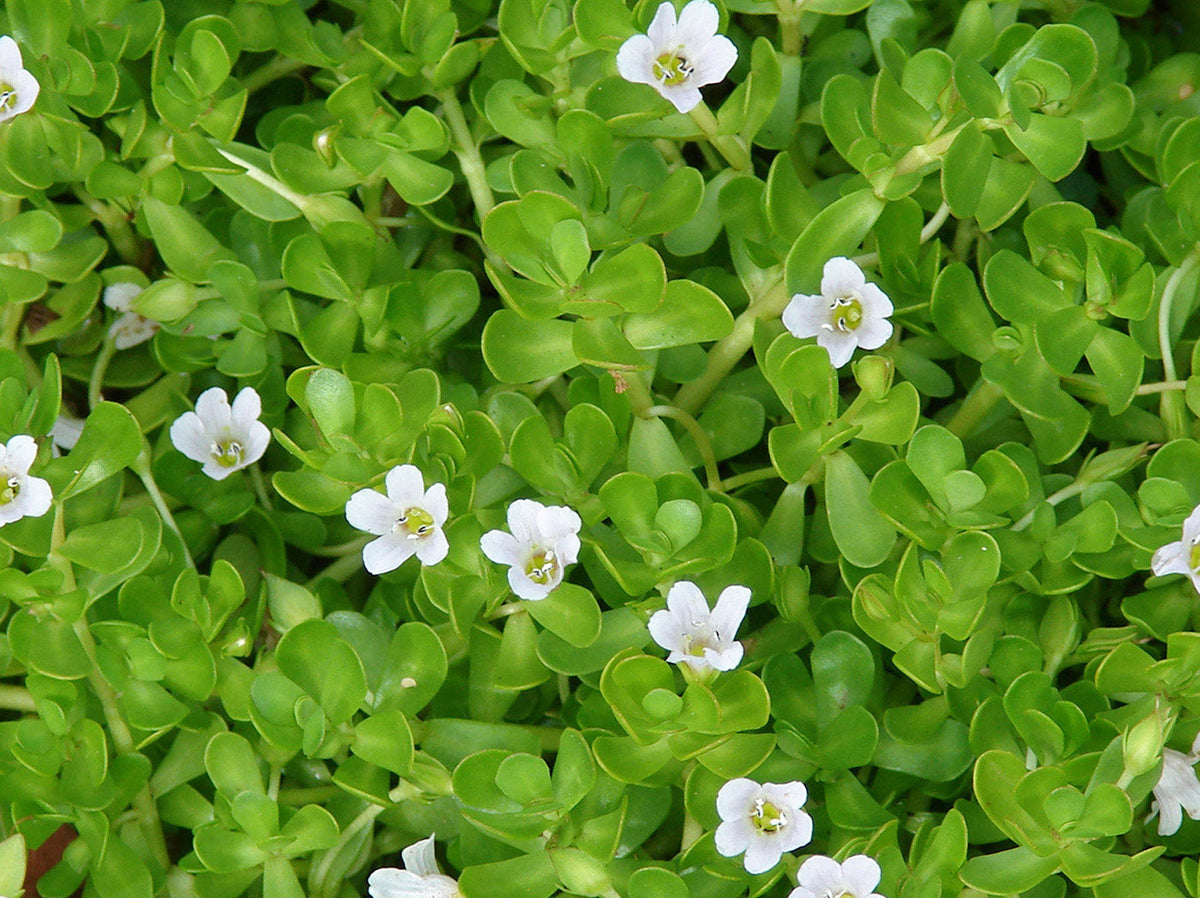 Bacopa Monnieri: The Ancient Herb That Rewards Patience