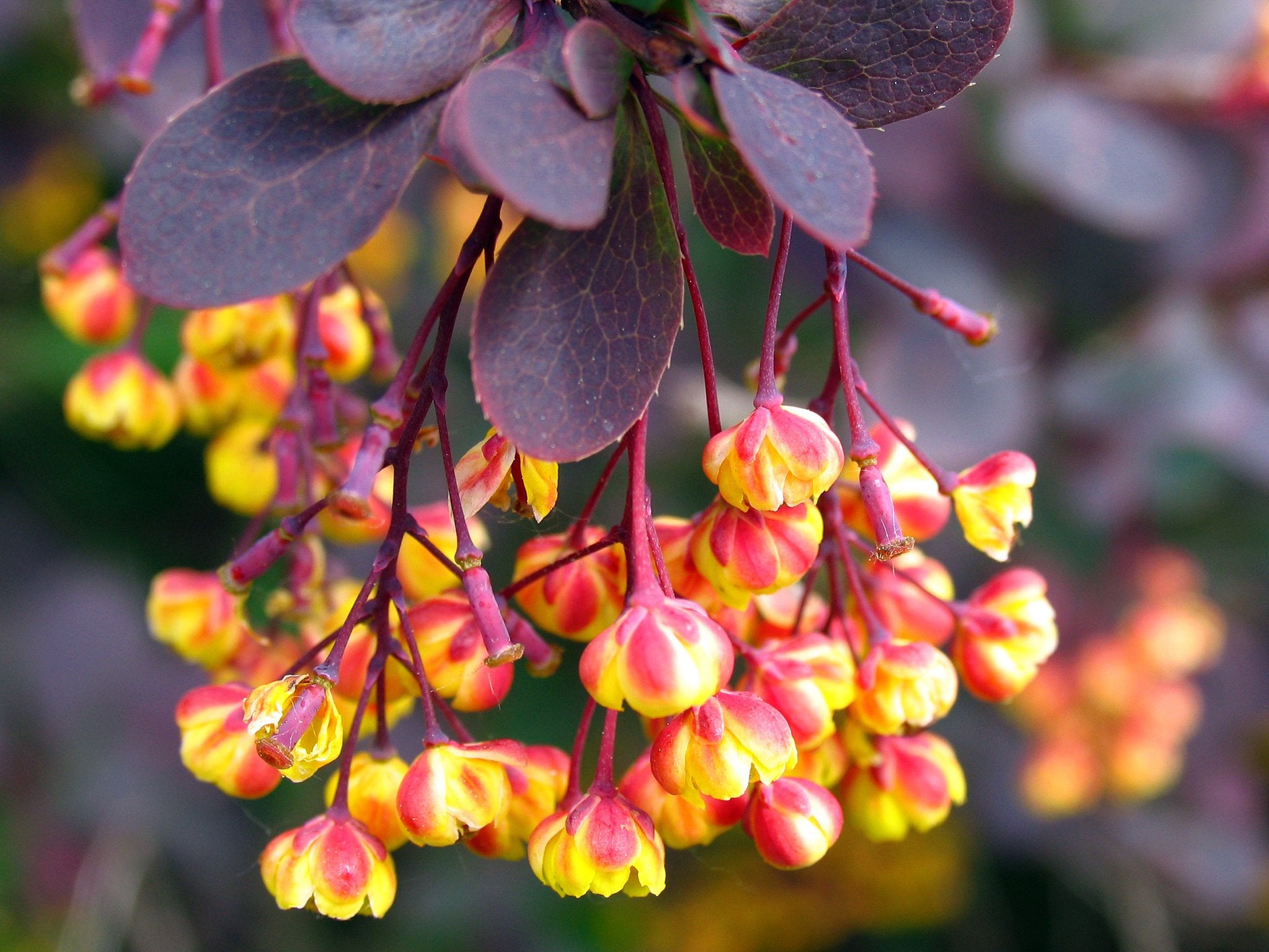 Exploring the Versatility of Berberine