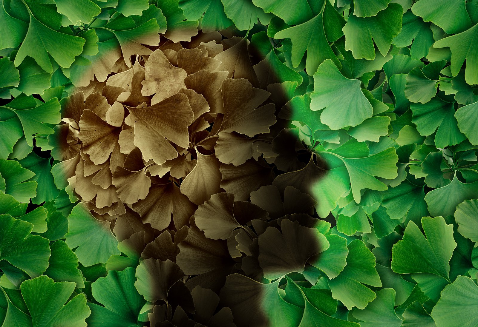 Ginkgo Biloba: A Living Fossil With Cognitive Enhancing Properties