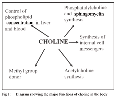 Choline; An essential brain nutrient