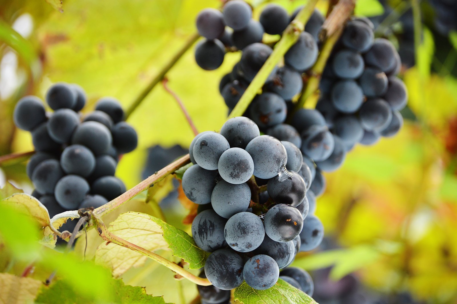 Trans-Resveratrol's Impressive Younger Sibling