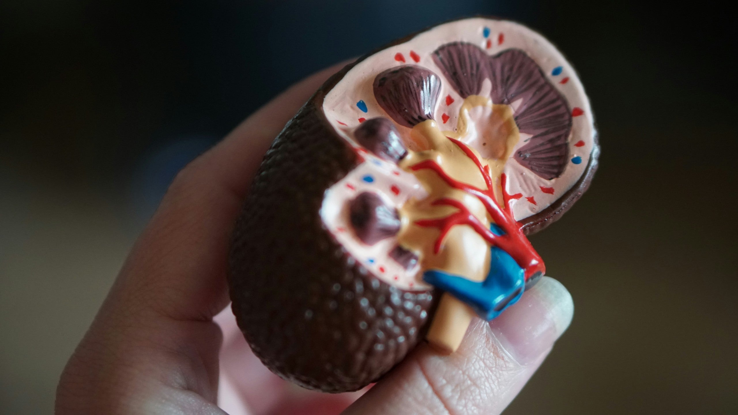 Maintaining your kidney health