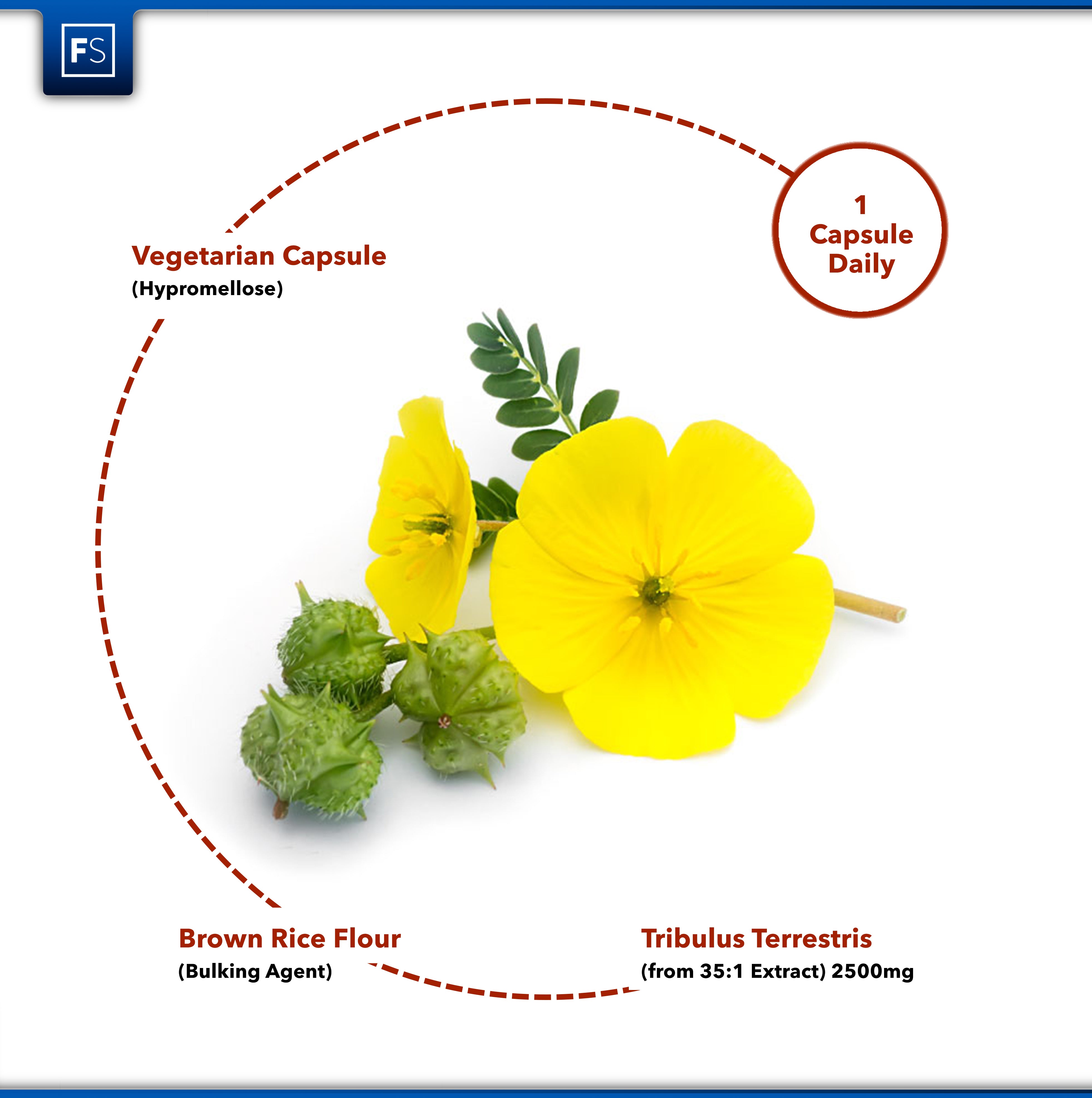 Tribulus Terrestris 35:1 Extract