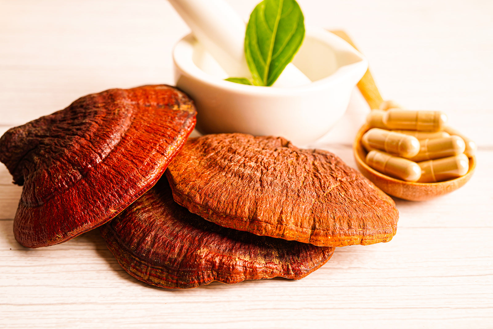 Reishi: “The Herb of Immortality”